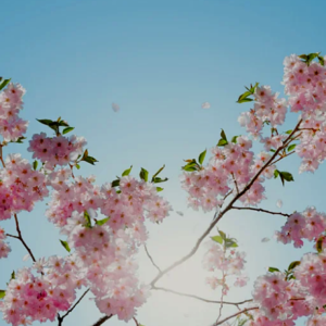 Brainではじめてのコンテンツ作成　レビュー