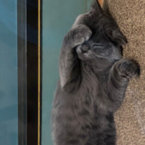 初心者がアンテナ立てたらBrainに出会えた！　レビュー