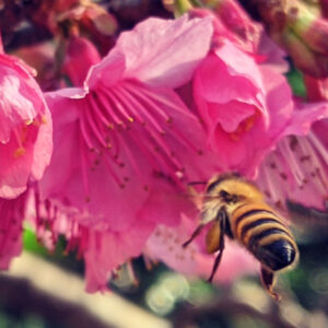 本当は怖い沖縄の話　レビュー