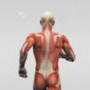 トリガーポイントマッサージの教科書 トリガーポイントの全容！！　レビュー